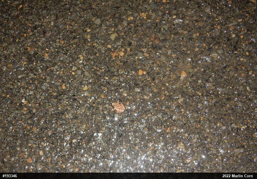 Spring Peeper