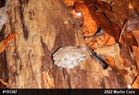 Unknown Gray Treefrog