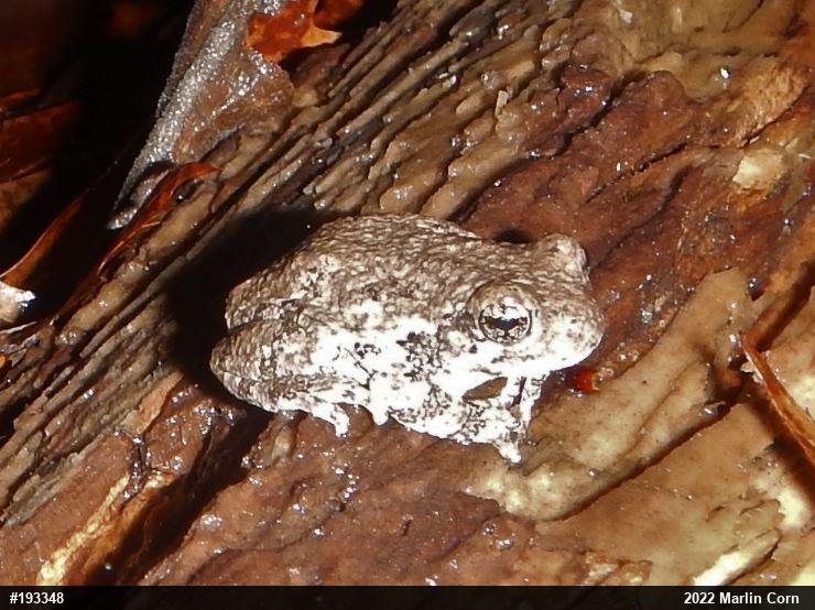 Unknown Gray Treefrog