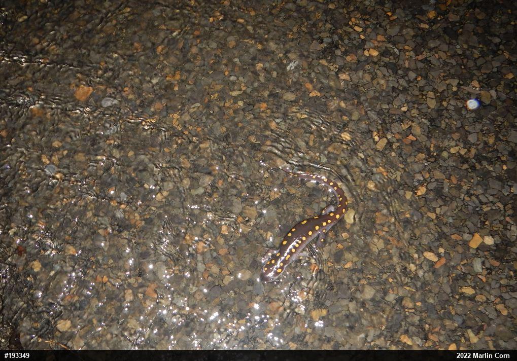 Spotted Salamander