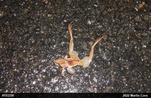 Wood Frog