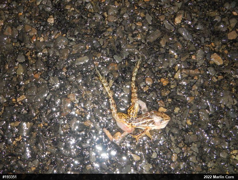 Pickerel Frog