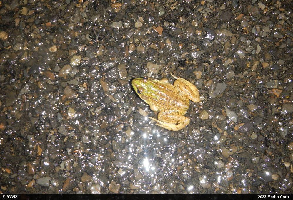 Green Frog