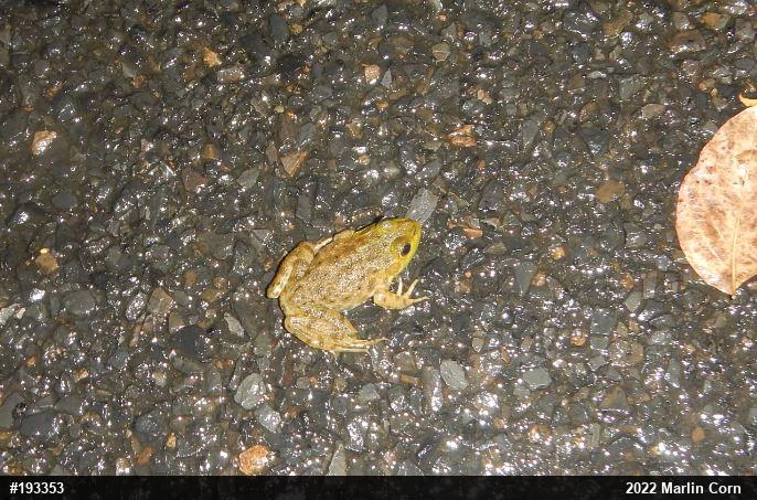 American Bullfrog