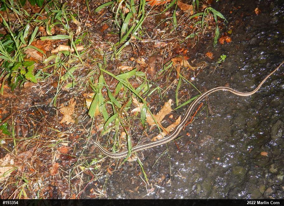 Eastern Gartersnake