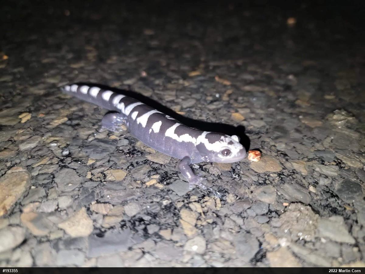 Marbled Salamander