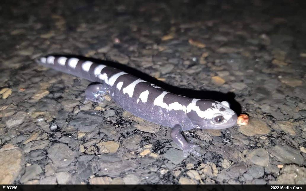 Marbled Salamander