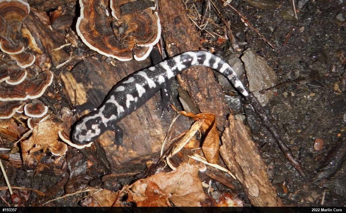 Marbled Salamander