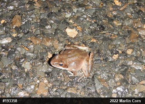 Wood Frog