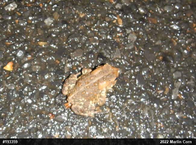 Eastern American Toad