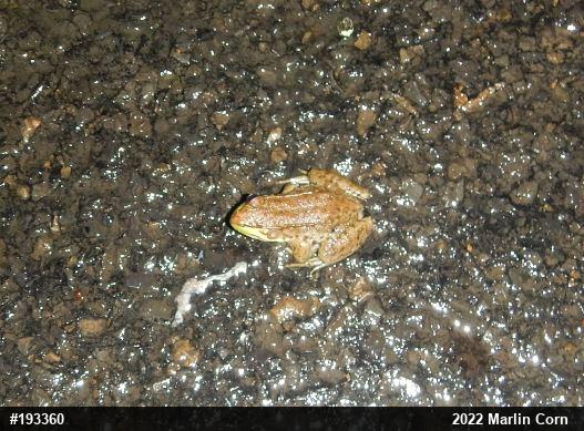 Green Frog