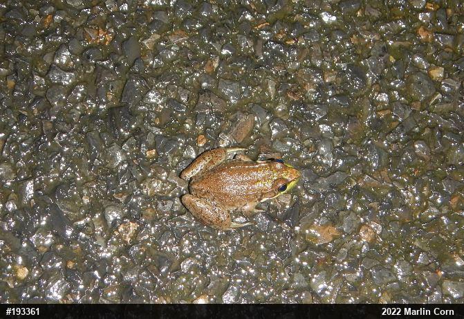 Green Frog