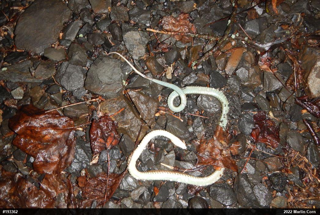 Eastern Gartersnake