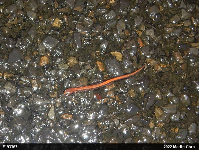 Eastern Red-backed  Salamander