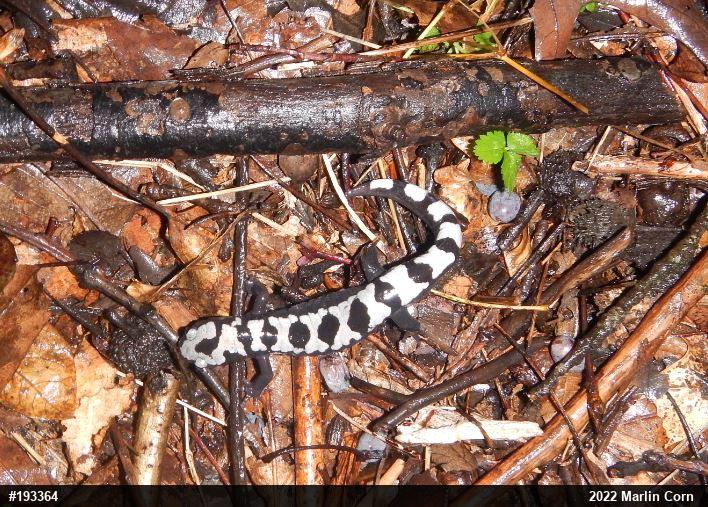 Marbled Salamander