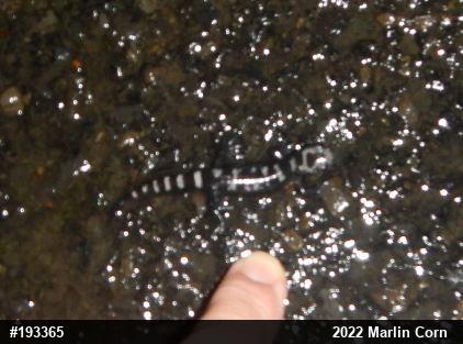 Marbled Salamander