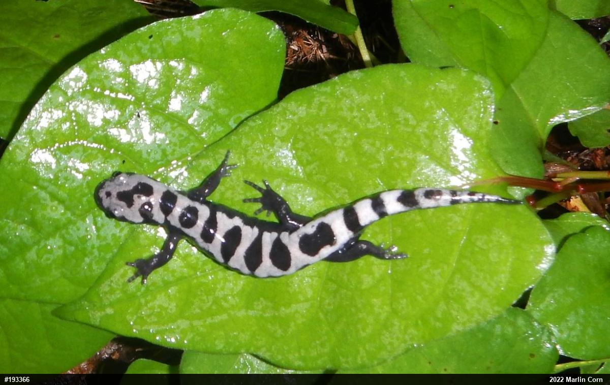 Marbled Salamander