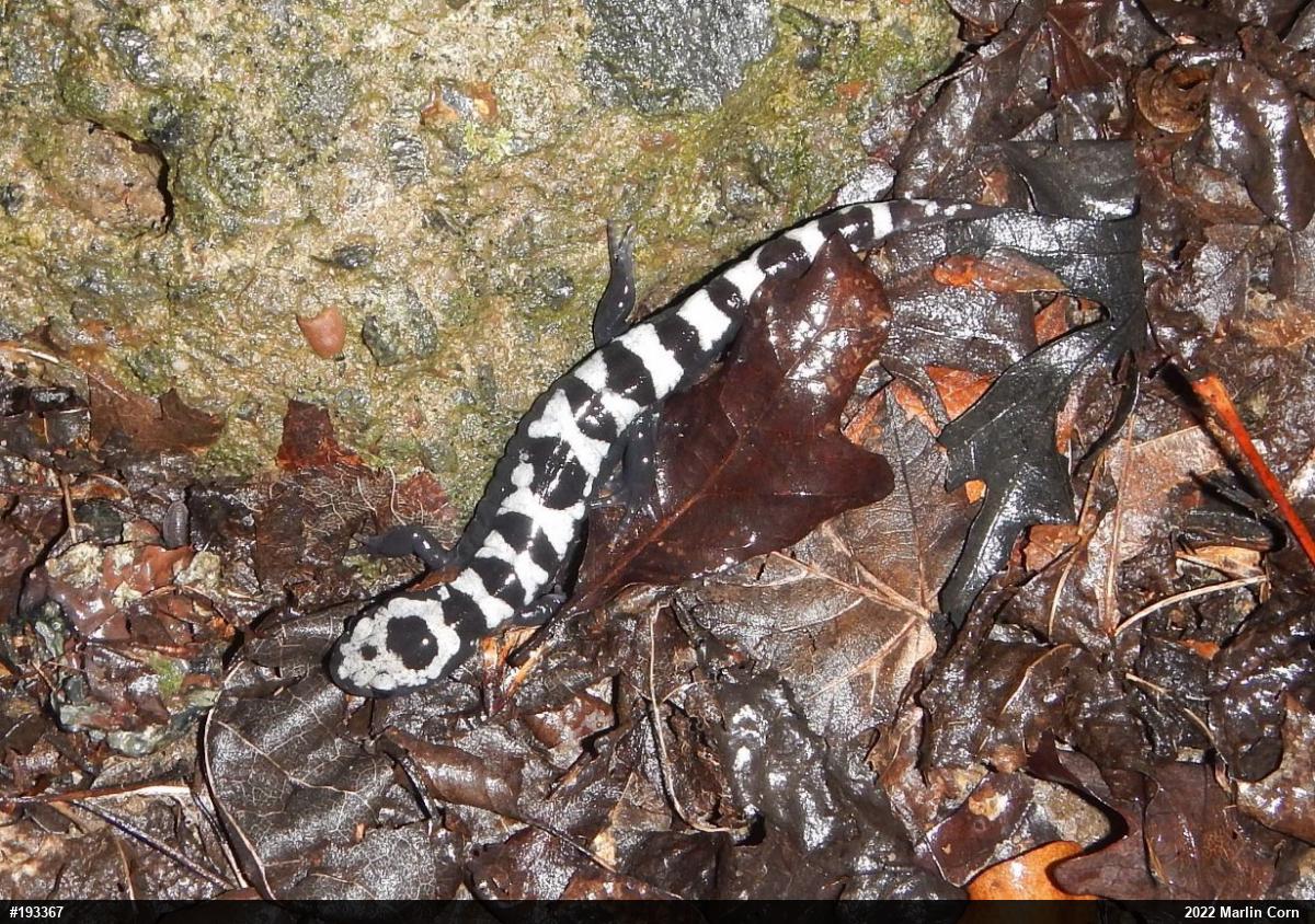 Marbled Salamander