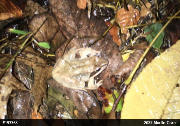 Wood Frog