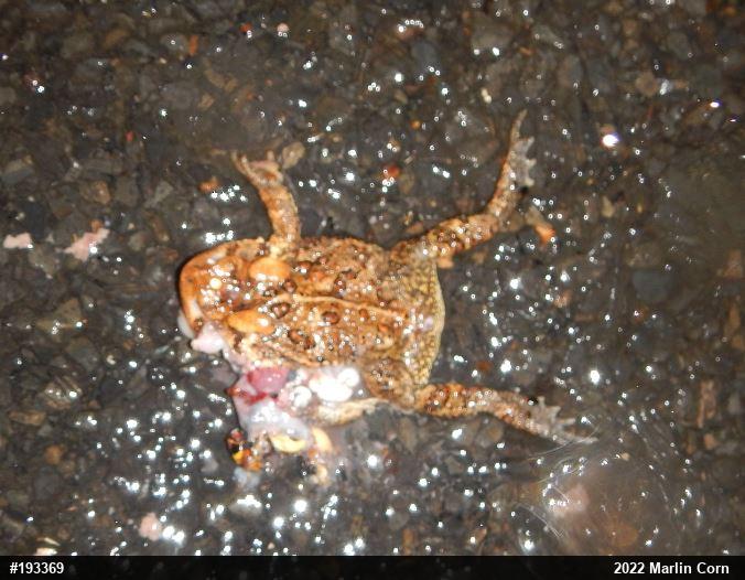 Eastern American Toad