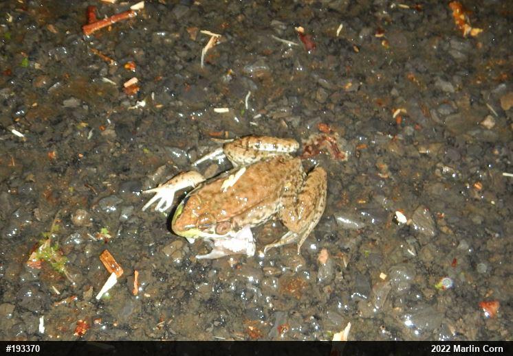 Green Frog