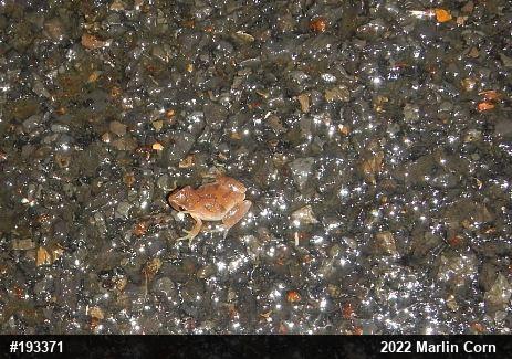 Spring Peeper