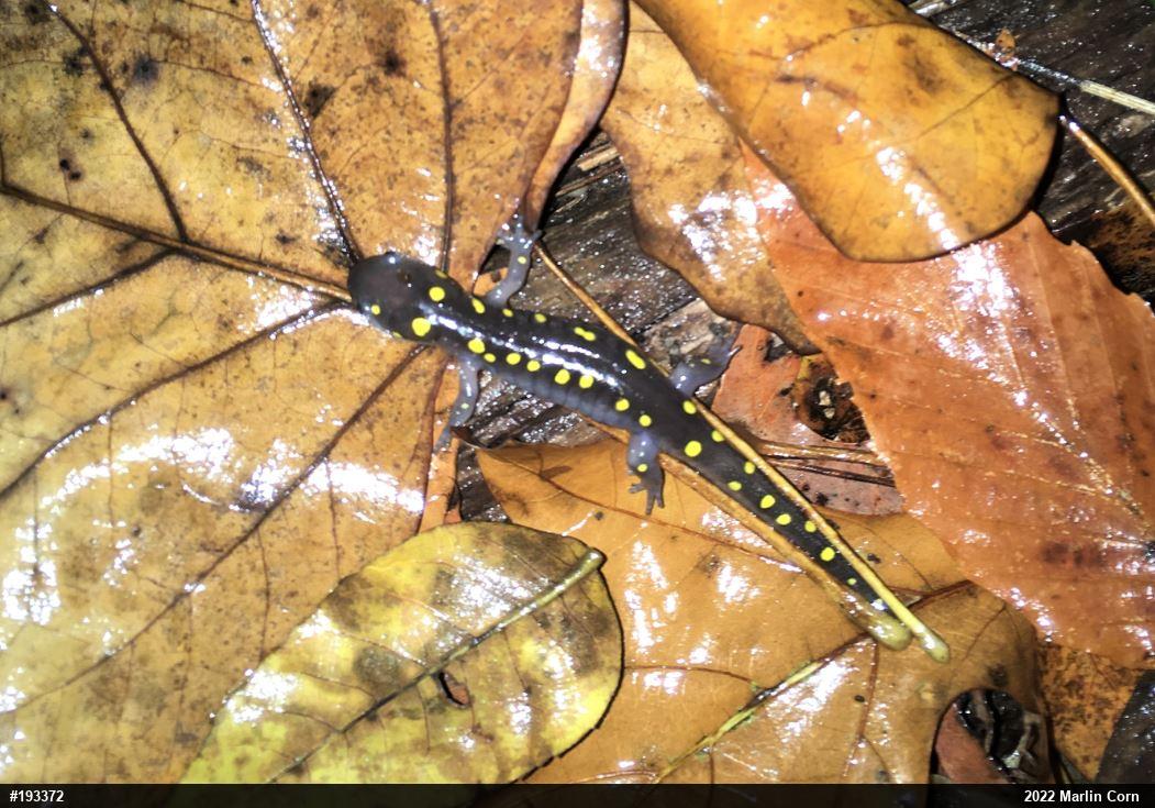 Spotted Salamander