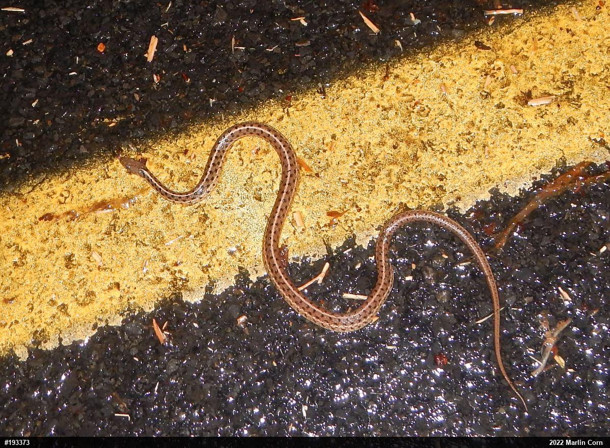 Eastern Gartersnake