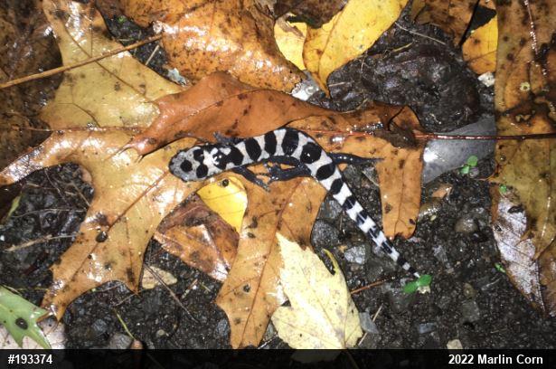 Marbled Salamander