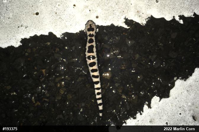 Marbled Salamander