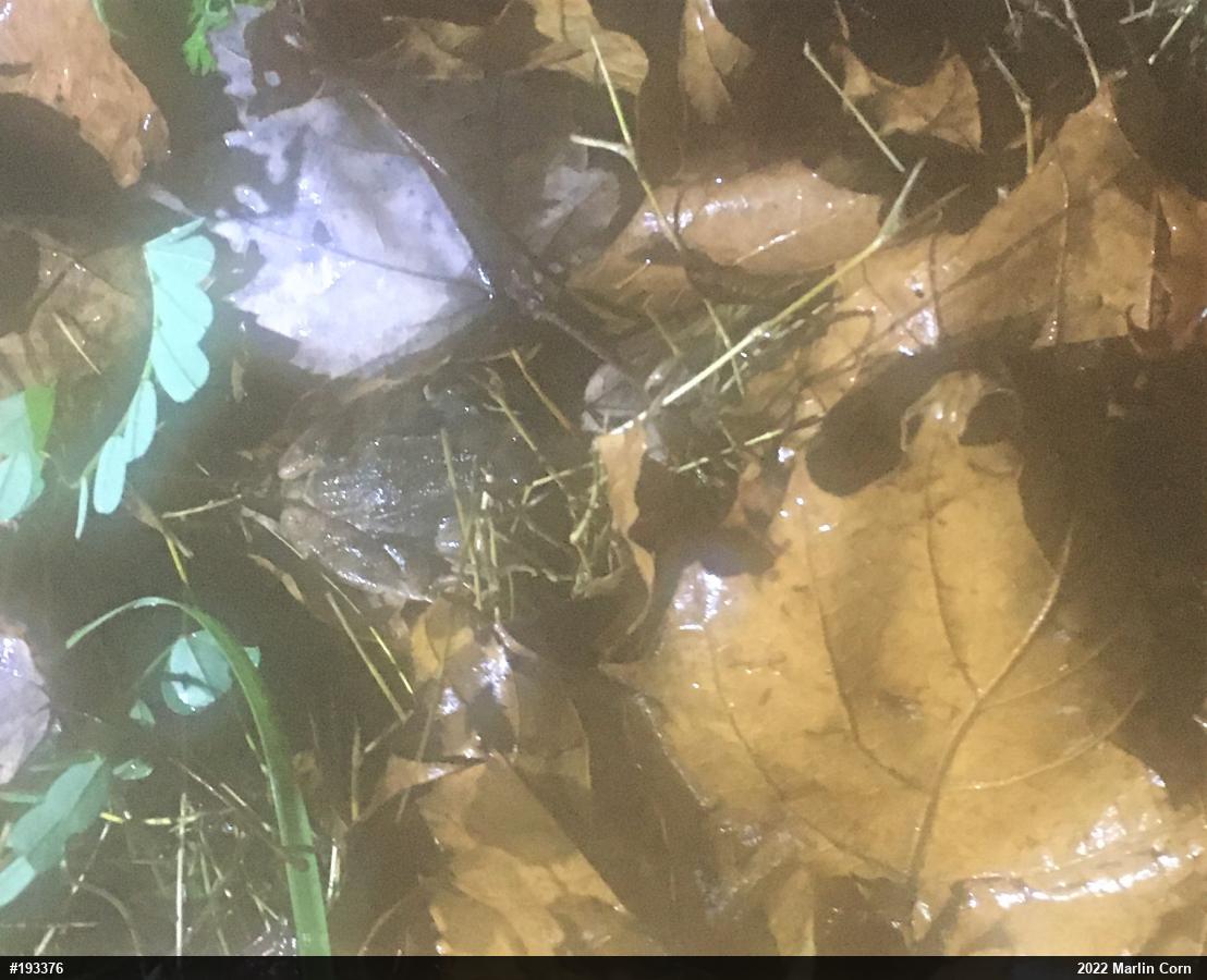 Wood Frog
