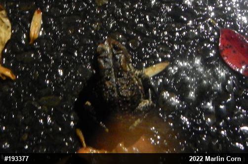 Eastern American Toad