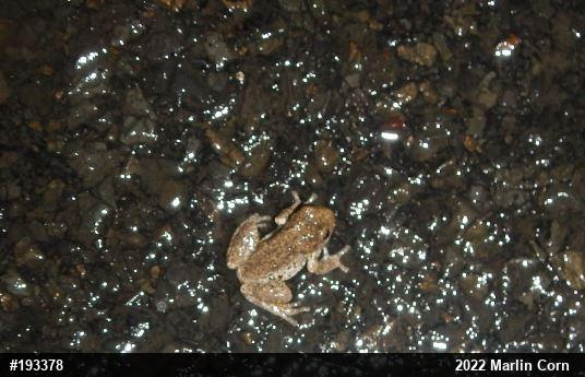 Unknown Gray Treefrog