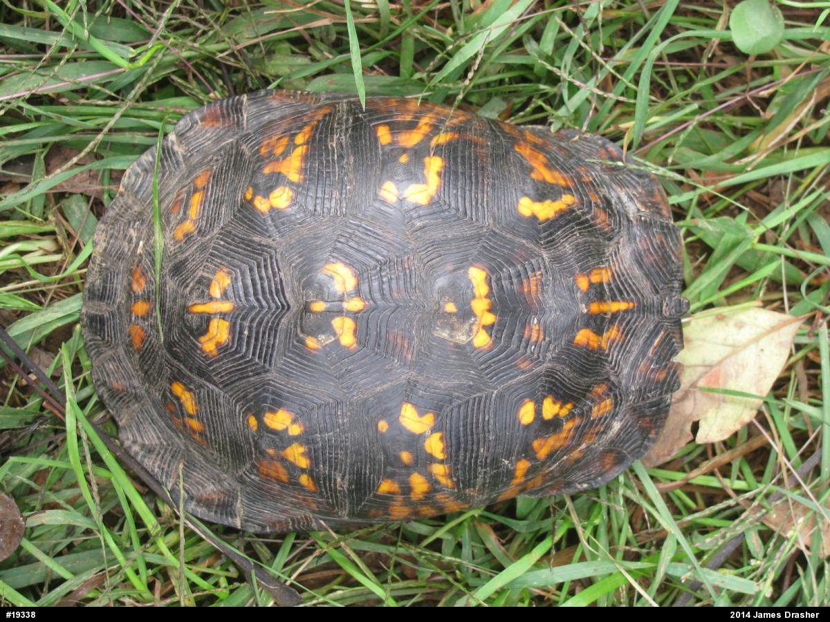 Eastern Box Turtle