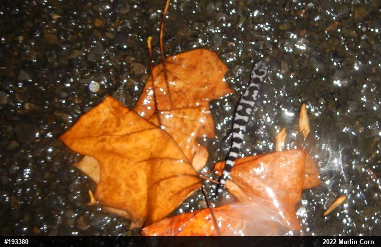 Marbled Salamander