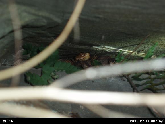 Northern Copperhead