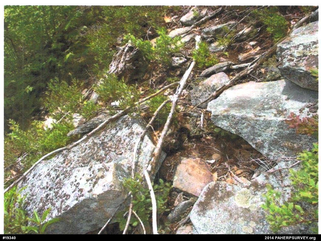 Timber Rattlesnake