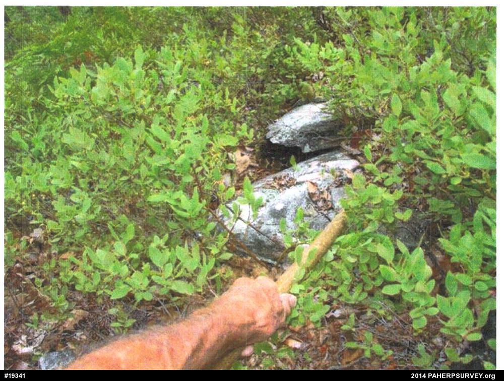 Timber Rattlesnake