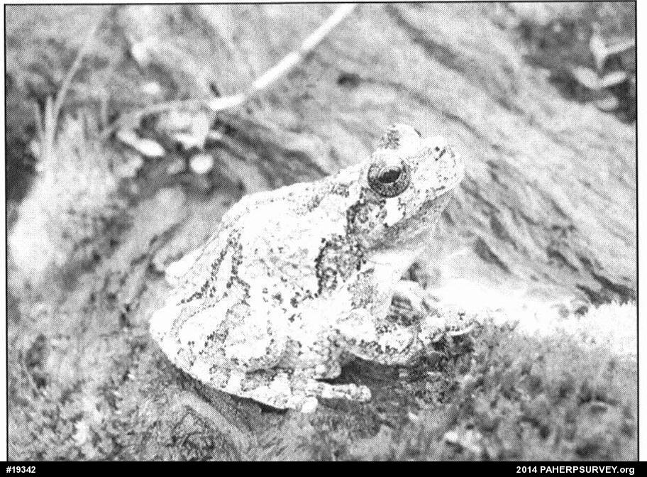 Gray Treefrog
