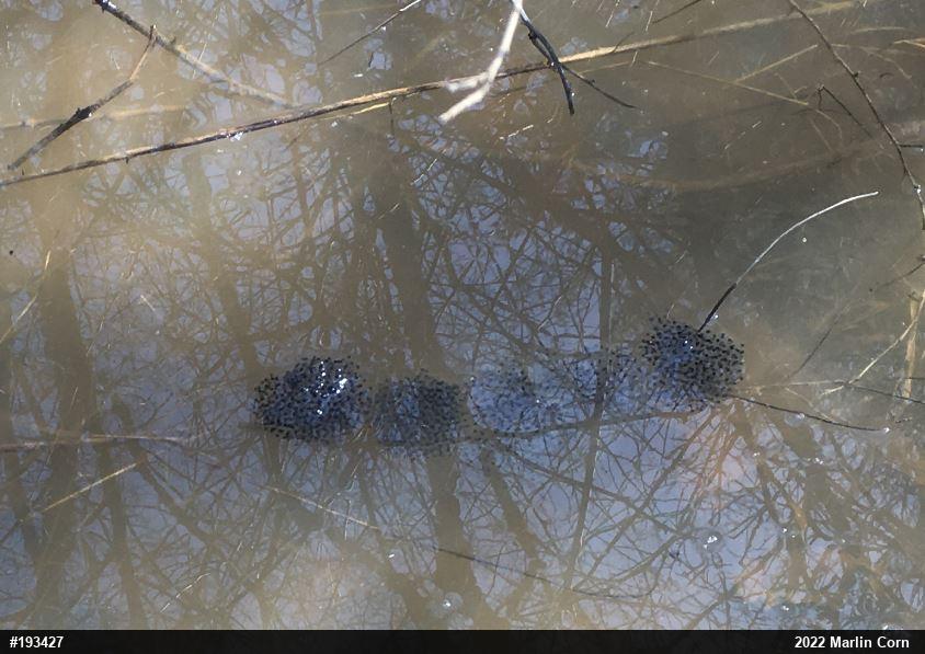 Wood Frog