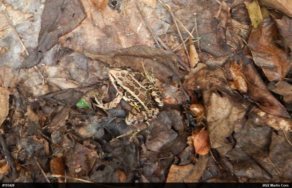 Pickerel Frog