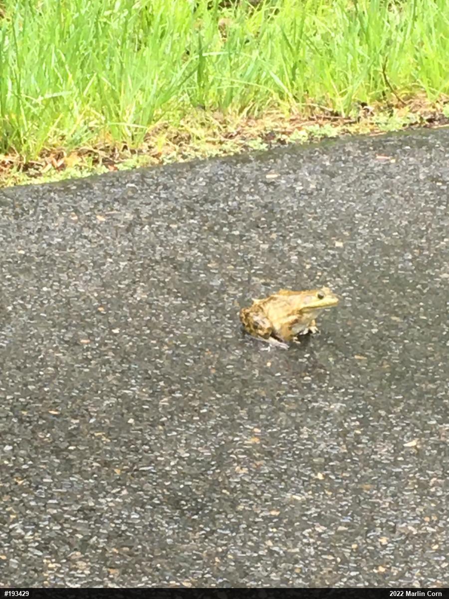 American Bullfrog