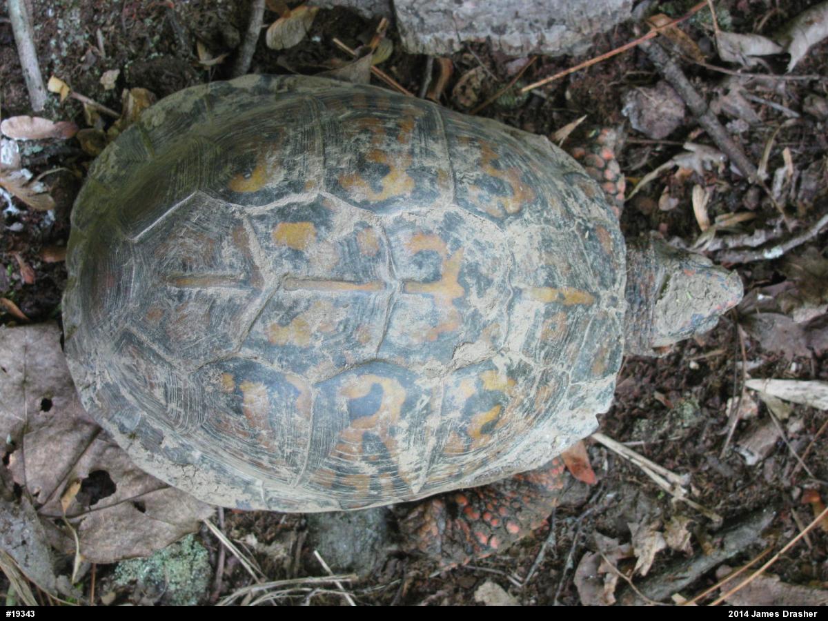 Eastern Box Turtle