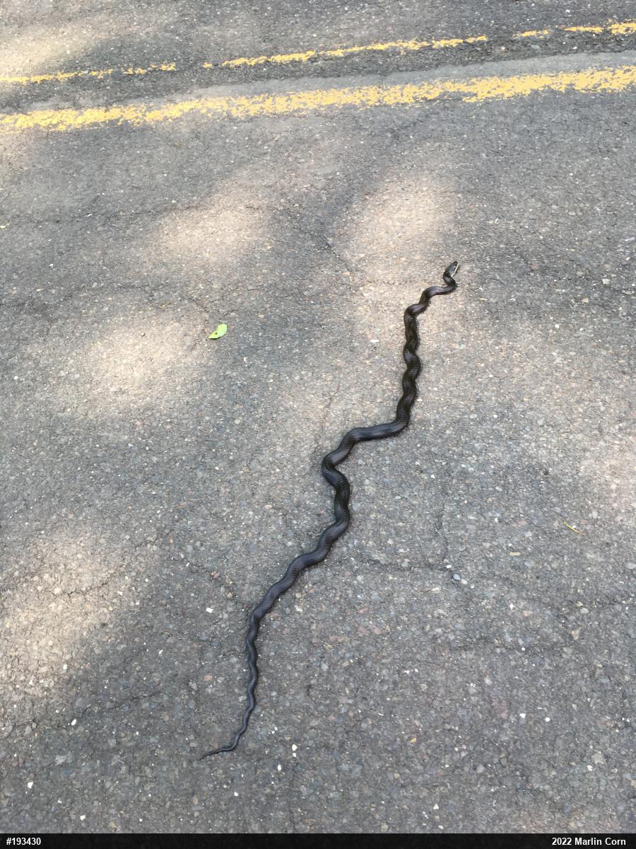 Eastern Ratsnake