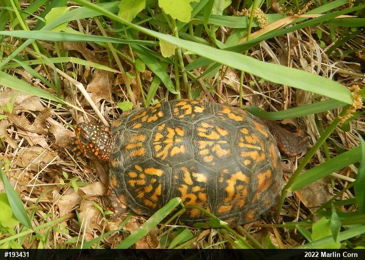 Eastern Box Turtle