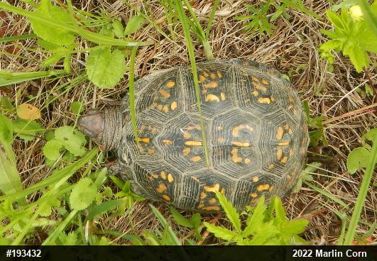 Eastern Box Turtle