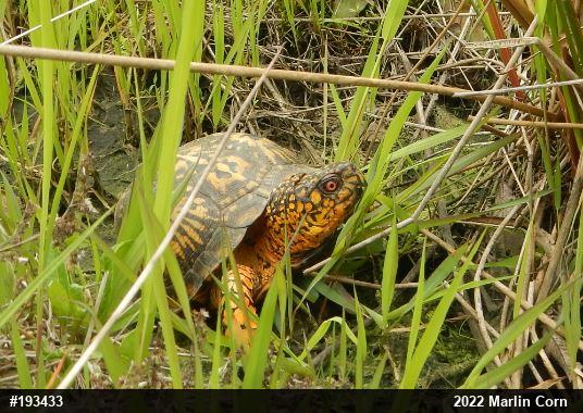 Eastern Box Turtle