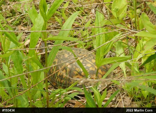 Eastern Box Turtle