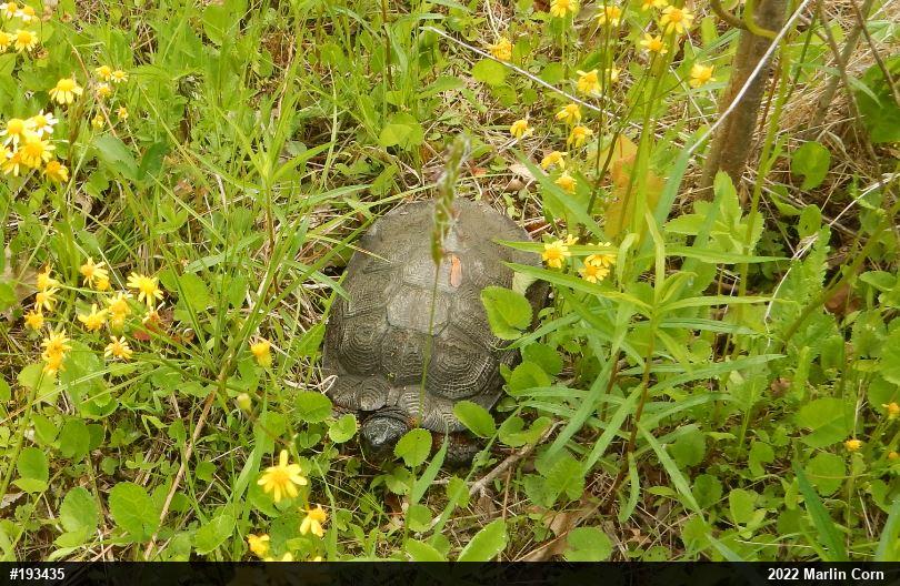 Wood Turtle