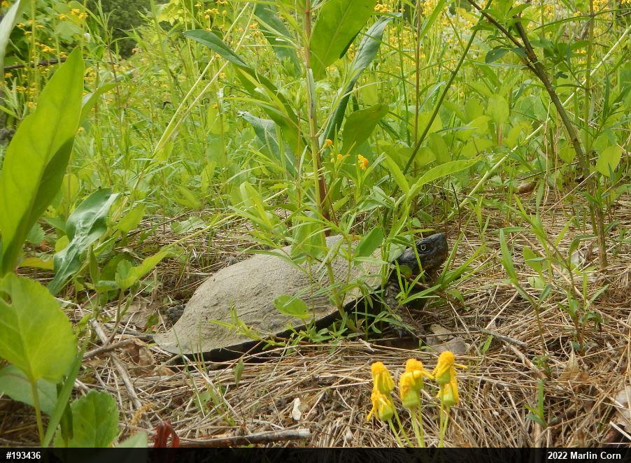 Wood Turtle